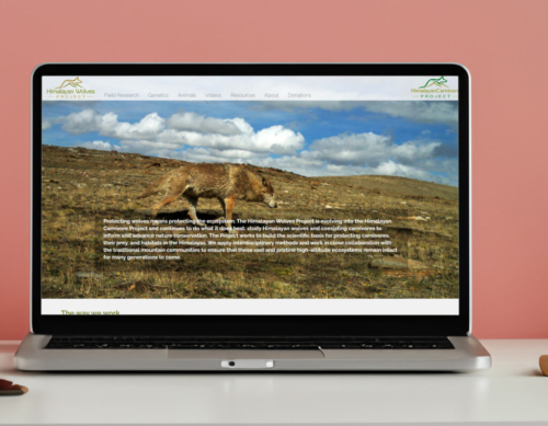Himalayan Wolves Project