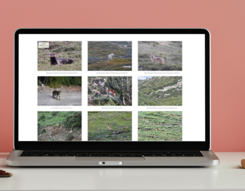 Himalayan Wolves Project